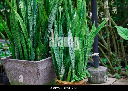 Sansevieria Trifasciata ou plante de serpent poussant dans la plante en pot Banque D'Images