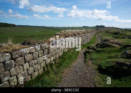 Mur Hadrien courant le long du sommet de Steel Rigg, Northumberland, Angleterre, Royaume-Uni. Banque D'Images