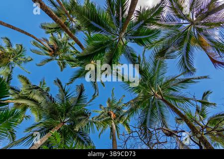 Canopée tropicale de palmiers : frondes vertes atteignant le ciel bleu vif, angle bas Banque D'Images