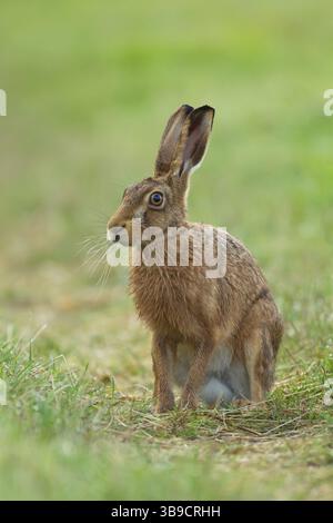 Lièvre brun européen (Lepus europaeus) animal adulte dans les prairies en été, Angleterre, Royaume-Uni, Europe Banque D'Images