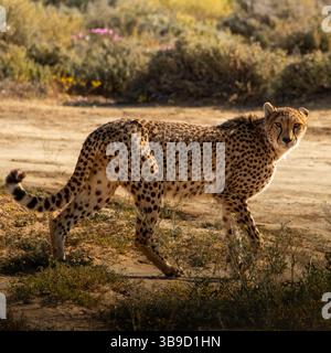 Guépard africain marchant le long d'une route Banque D'Images