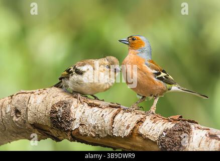 Chaffinch, nom scientifique : Fringilla coelebs, mâle adulte Chaffinch avec des acariens écailleux, perché sur une branche et nourrissant son jeune poussin à Springtim Banque D'Images
