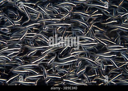 Une école de jeunes blennies de prisonniers, PHolidichthys leucotaenia, nage sur un récif corallien à Halmahera, en Indonésie. Cette zone est riche en biodiversité. Banque D'Images