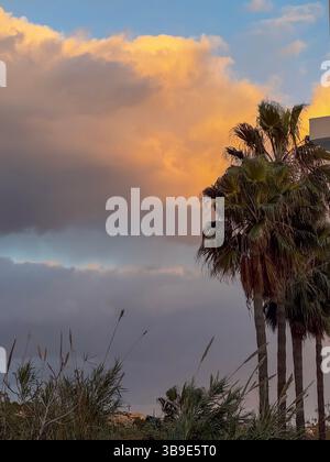 De grands palmiers dessinés contre un ciel chaud de coucher de soleil rempli de nuages vibrants dans un cadre côtier. Banque D'Images