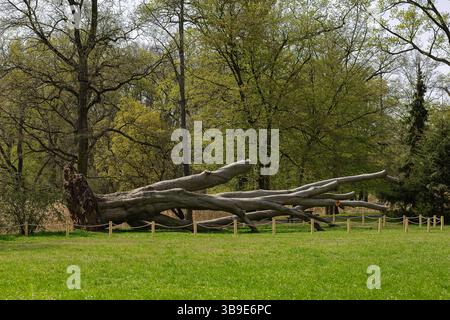 Arbre tombé préservé dans la forêt de printemps du parc Wroclaw, soigneusement clôturé pour protéger le processus de décomposition naturelle et promouvoir la sensibilisation à l'équilibre écologique Banque D'Images