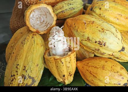 Les fruits de cacao contiennent de la pulpe blanche savoureuse sucrée et acidulée entourant les fèves de cacao et peuvent être consommés crus Banque D'Images