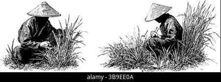 Agriculteurs chinois traditionnels dans l'illustration de gravure de champ de riz. Illustration de Vecteur