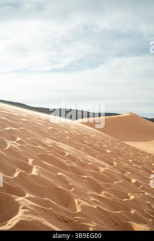 Coral Pink Sand Dunes State Park, Utah Banque D'Images