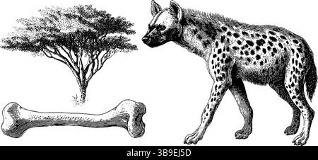 Hyène gravée avec os et illustration d'arbre d'acacia pour la conception de la faune. Illustration de Vecteur