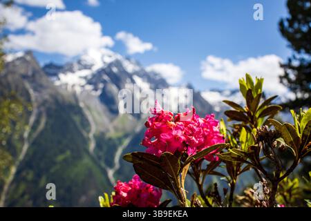 Rose alpine en pleine floraison Banque D'Images