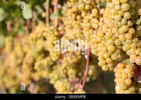 Récolte abondante de raisin Banque D'Images