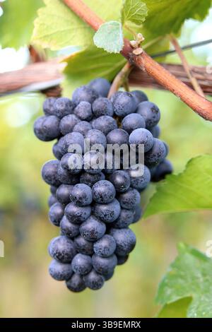 Cônes juteux mûrs pour les vendanges Banque D'Images