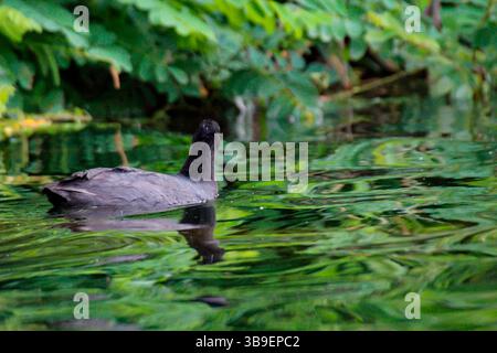 Un rail d'étang, poule d'étang au bord d'un étang Banque D'Images