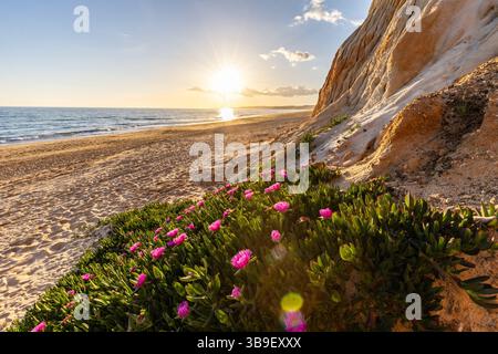 Coucher de soleil chaud dans un paysage de fleurs violettes - Carpobrotus acinaciformis. Sur la plage de Praia da Falésia, Algarve, Portugal Banque D'Images