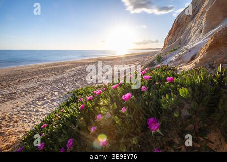 Coucher de soleil chaud dans un paysage de fleurs violettes - Carpobrotus acinaciformis. Sur la plage de Praia da Falésia, Algarve, Portugal Banque D'Images