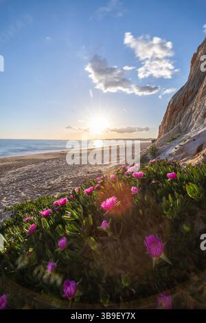 Coucher de soleil chaud dans un paysage de fleurs violettes - Carpobrotus acinaciformis. Sur la plage de Praia da Falésia, Algarve, Portugal Banque D'Images