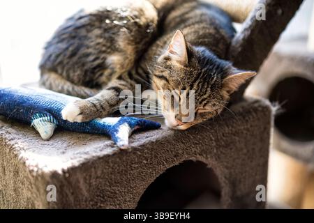 Jeune mâle tabby relaxant, chat européen Shorthair Banque D'Images