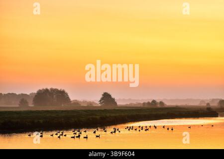 Fin de matinée d'automne à Bagbander Tief en Frise orientale avec l'aube et les oies sauvages Banque D'Images