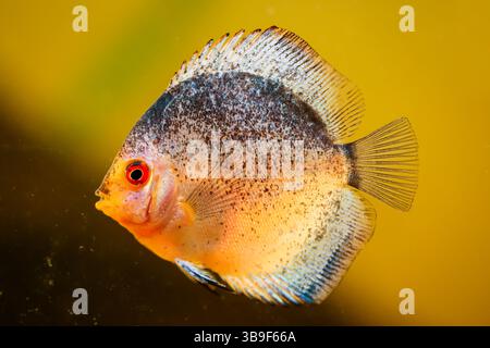 Portrait, gros plan d'un poisson discus. Discus dans un aquarium Banque D'Images