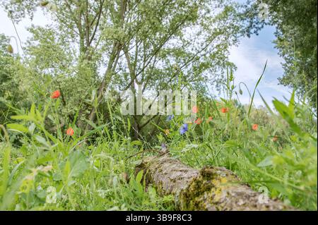 Prairie de fleurs sauvages avec des cloches bleues et des coquelicots de maïs Banque D'Images