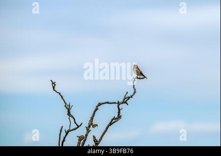 Goldfinch dans les branches Banque D'Images
