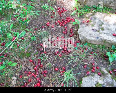 Cerises cornéennes mûres tombées de l'arbre au sol Banque D'Images