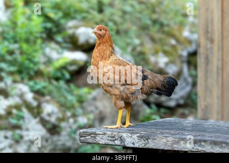 Poulets élevés en liberté dans une ferme allemande Banque D'Images