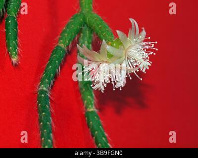 Fleur de cactus (rhipsalis) Banque D'Images