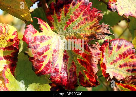 Le vignoble devient coloré Banque D'Images