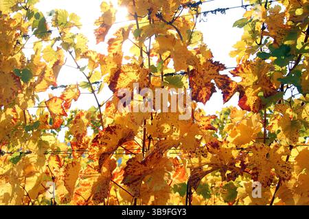 Le vignoble devient coloré Banque D'Images