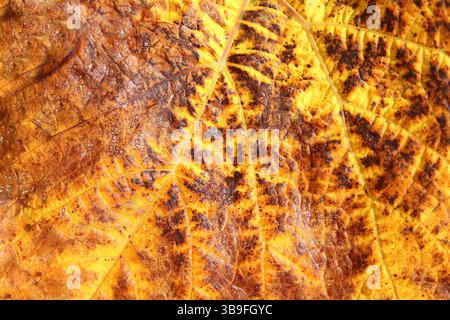 Le vignoble devient coloré Banque D'Images