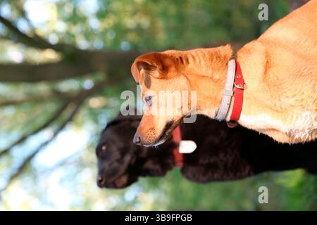 Chien de race mixte, brun clair, et Labrador Retriever, noir, tir extérieur. Les deux chiens regardent vers la gauche. Banque D'Images
