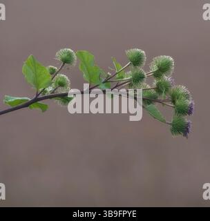 Tête de fleur de la grande bardane resp. Arctium lappa Banque D'Images
