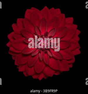 Dahlia rouge (Dhalia) sur fond noir Banque D'Images