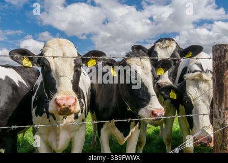 Troupeau de vaches de Fresian à une clôture de champ de fil barbelé dans le Wiltshire UK Banque D'Images