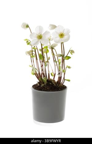 Rose de Noël fleurie (Helleborus) sur fond blanc Banque D'Images