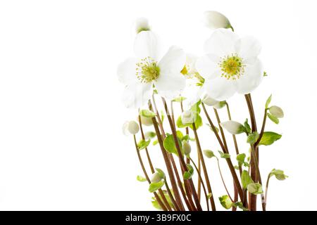 Rose de Noël fleurie (Helleborus), gros plan, sur fond blanc Banque D'Images