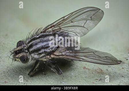 Housefly avec yeux composés à fort grossissement Banque D'Images