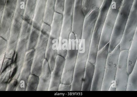 Peau d'oignon avec cellules végétales sous le microscope Banque D'Images