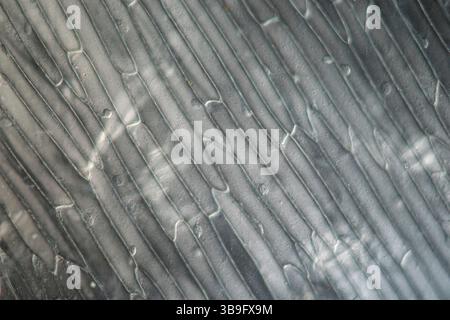 Peau d'oignon avec cellules végétales sous le microscope Banque D'Images