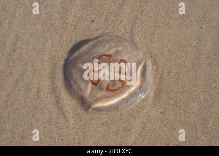 Allemagne, Mecklembourg-Poméranie occidentale, mer Baltique, île d'Usedom, Zinnowitz, méduses dans la mer Baltique Banque D'Images