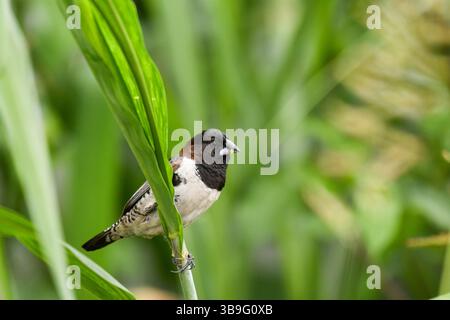 Mannikin en bronze (Spermestes cucullata) debout sur la branche à Douala, Cameroun Banque D'Images