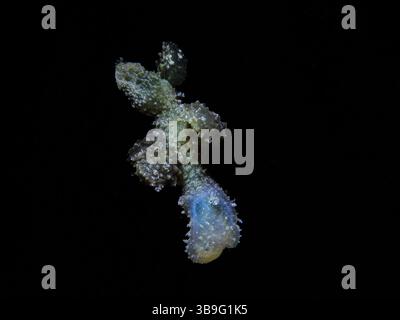 Nudibranche Melibe viridis Banque D'Images