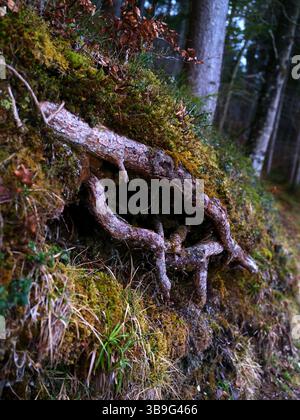 Des racines d’arbres uniques émergeant d’un sol mousseline le long d’un chemin forestier, capturant la beauté des textures de la nature dans un cadre tranquille Banque D'Images