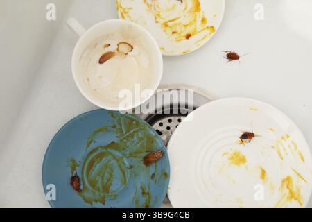 Cafards rampant sur la vaisselle sale dans l'évier de cuisine, vue de dessus Banque D'Images