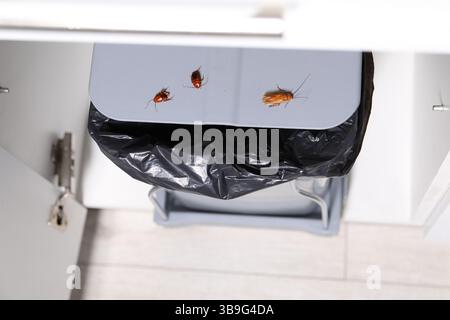 Cafards rampant sur la poubelle à l'intérieur, vue au-dessus Banque D'Images