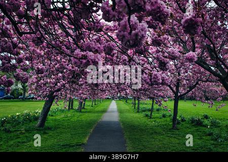 Chemin à travers le parc bordé de cerisiers en fleurs. Les fleurs roses créent une canopée sur l'herbe verte et la passerelle à Harrogate, Royaume-Uni Banque D'Images