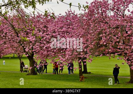 Scène de parc avec des cerisiers en fleurs, une foule de gens, quelques poussettes, et un ours en peluche sur l'herbe à Harrogate, Yorkshire, Royaume-Uni. Banque D'Images