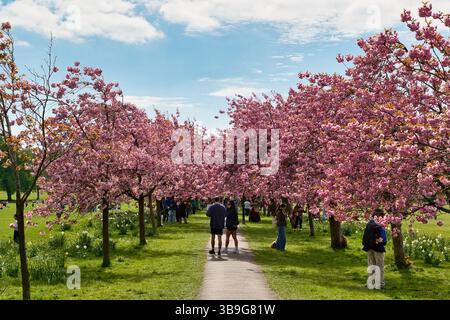 Un sentier bordé d'arbres avec des fleurs roses attire les visiteurs par une journée ensoleillée dans un parc à Harrogate, Yorkshire, Royaume-Uni. Banque D'Images