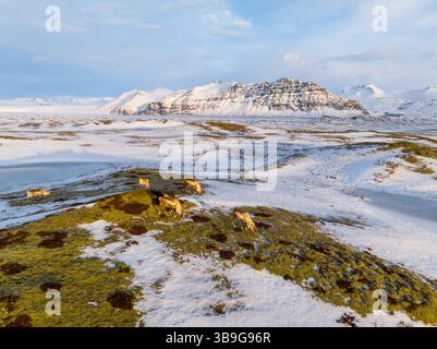 Scène hivernale sereine de rennes pâturant sur les plaines moussues en Islande. Des montagnes enneigées se dessinent en arrière-plan, mettant en valeur la tranquillité de la nature et Banque D'Images